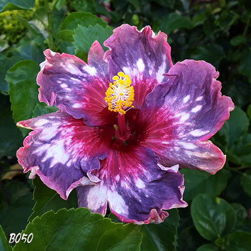 Taiwan Purple Galaxy